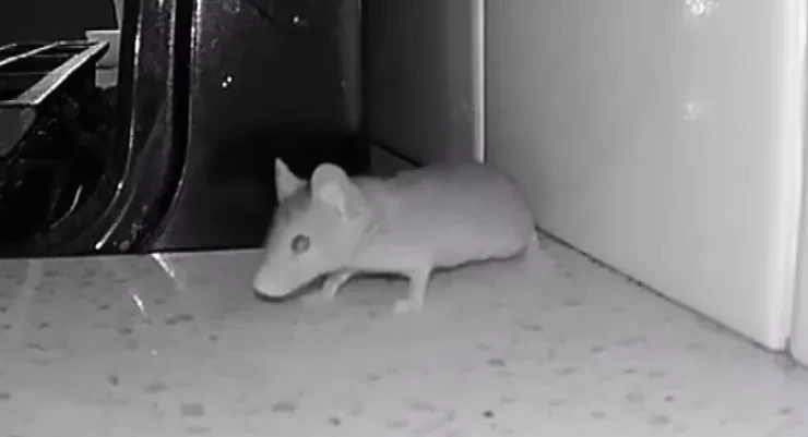 Mouse on a kitchen counter at night in a Provo home