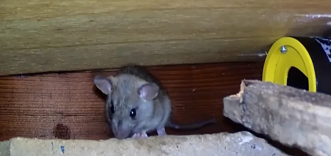 Mouse hiding inside a wall void in a Provo home