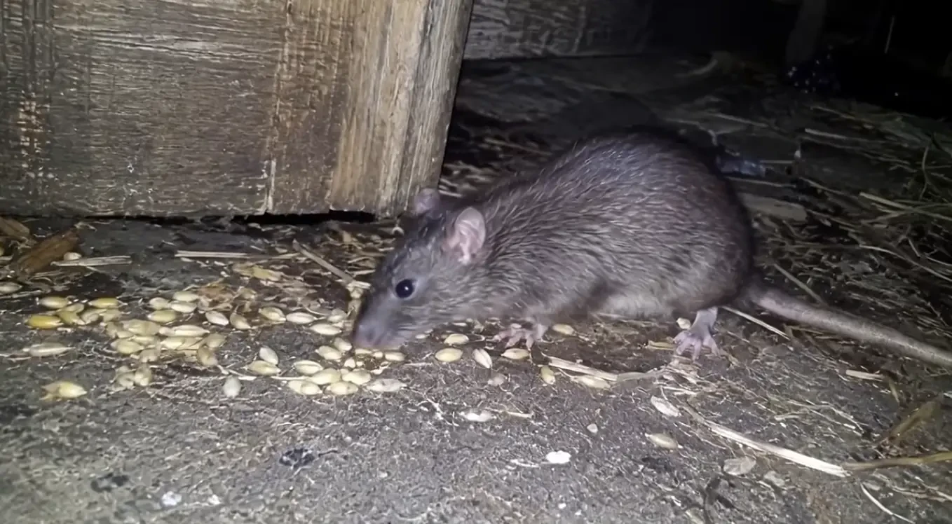 Rat feeding outdoors at night, rat removal in Provo