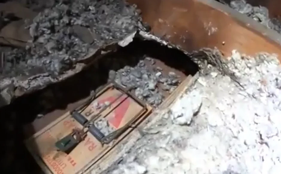 Rat trap placed in contaminated attic insulation in Provo