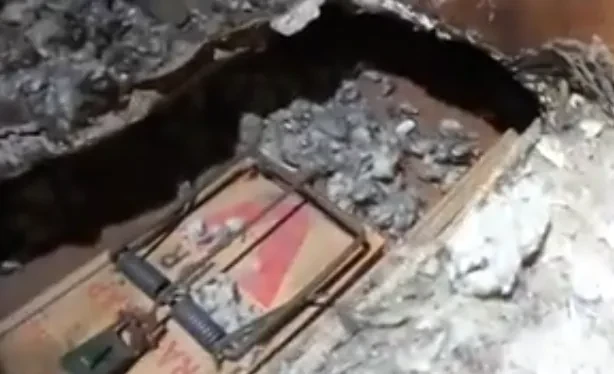 Snap trap set among rodent droppings in an attic in Provo